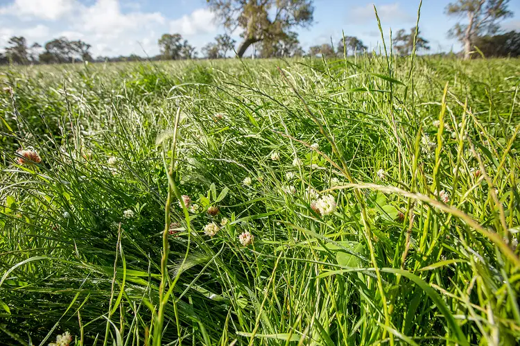 Main view of Homely rural property listing, 227 Millers Lane, Penola SA 5277