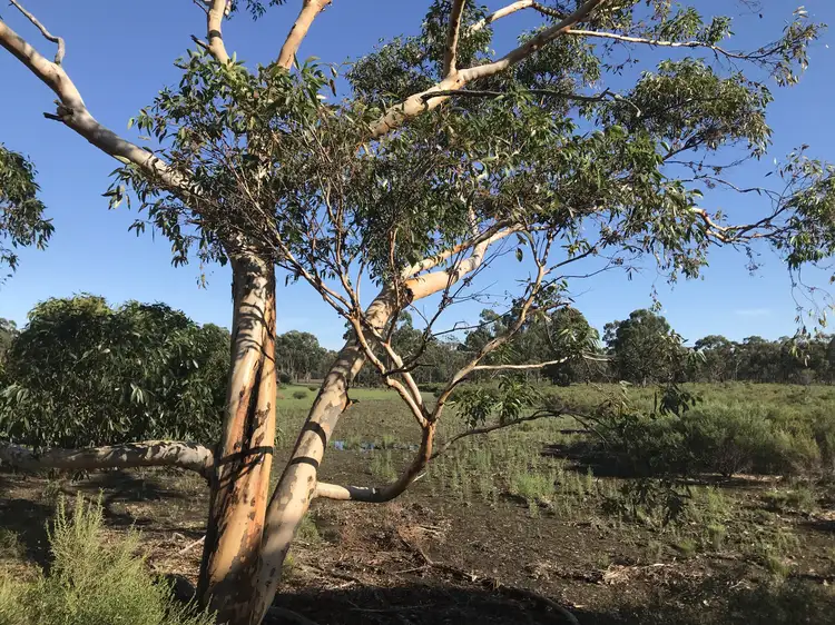 Main view of Homely land listing, 56 Bungoona Ct, Cornella VIC 3551