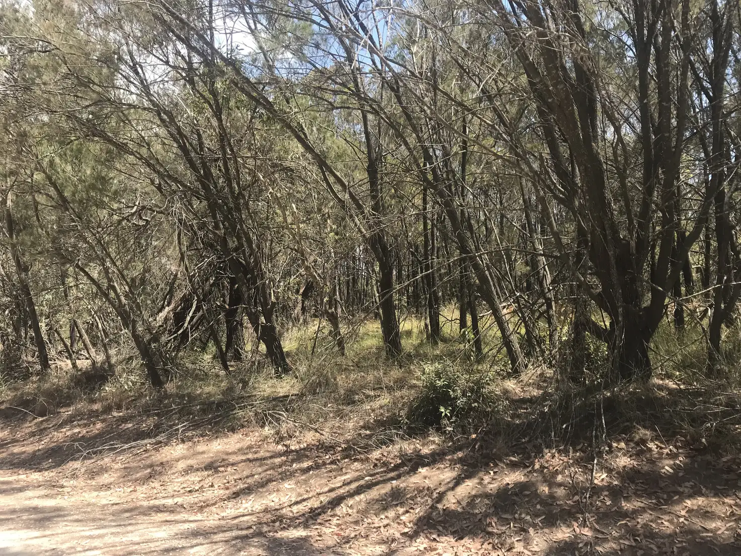 Main view of Homely land listing, 17 Cathy St, Macleay Island QLD 4184