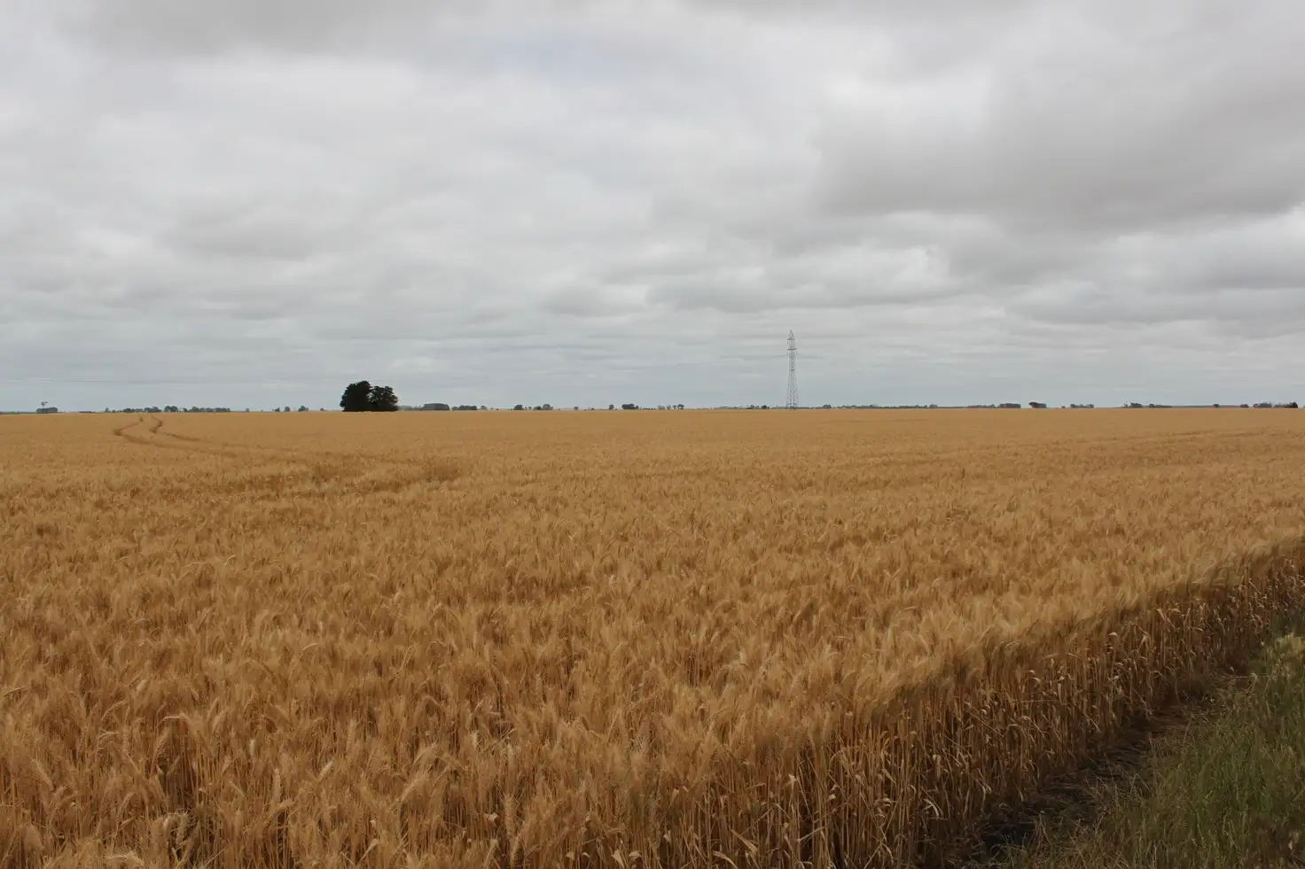 Main view of Homely rural property listing, Lot 1 Obournes Lane, Bool Lagoon SA 5271