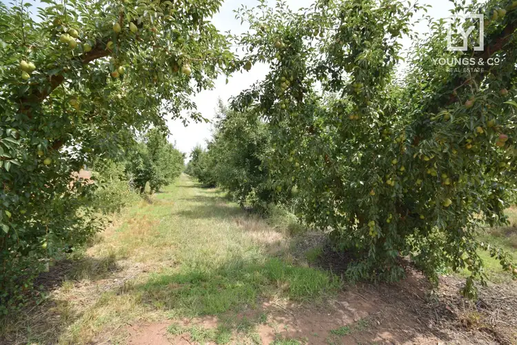 Fourth view of Homely rural property listing, 145 Orrvale Road, Orrvale VIC 3631