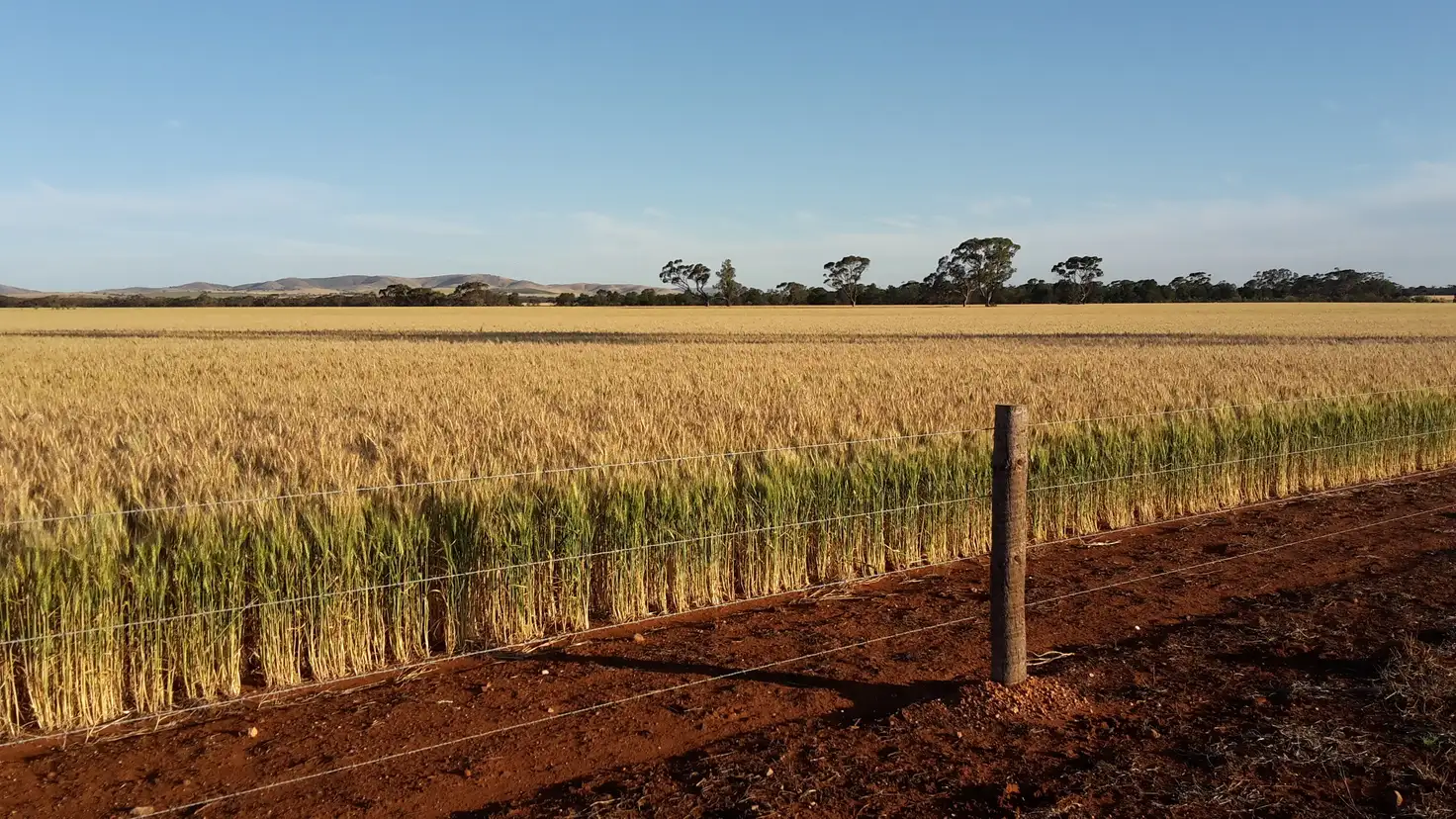 Main view of Homely rural property listing, 349 Windy Plains Rd, Willowie SA 5431