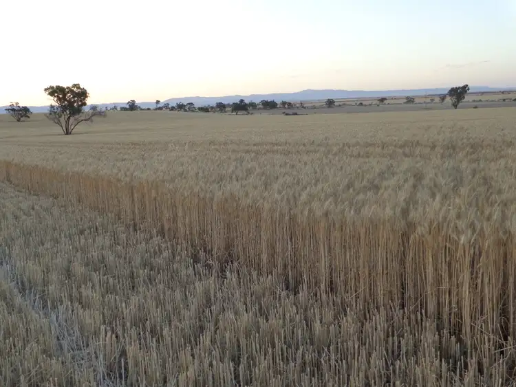 Second view of Homely rural property listing, 349 Windy Plains Rd, Willowie SA 5431