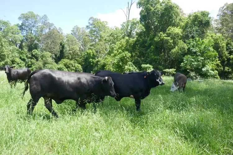Main view of Homely rural property listing, 1023 Iron Pot Creek Road, Kyogle NSW 2474