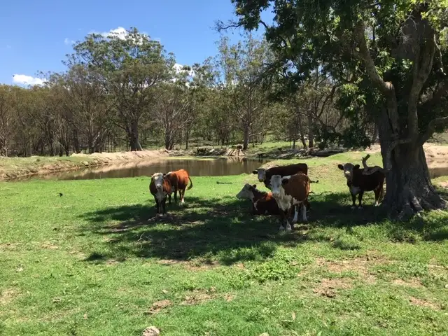 Main view of Homely rural property listing, Kerrick Maryland Gate Rd, Dalveen QLD 4374