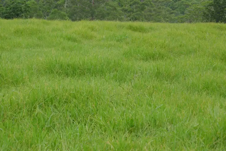 Second view of Homely rural property listing, Lots 393 & 394 Gorge Creek Road, Kyogle NSW 2474