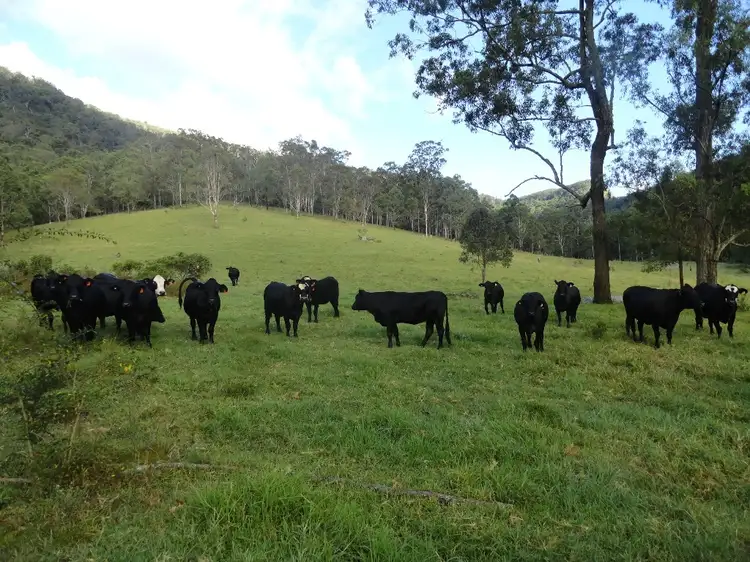 Fourth view of Homely rural property listing, Lots 393 & 394 Gorge Creek Road, Kyogle NSW 2474