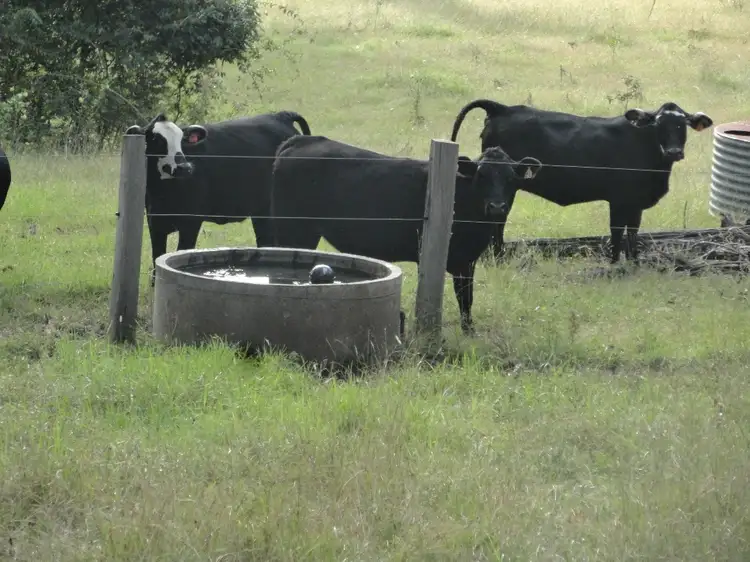 Fifth view of Homely rural property listing, Lots 393 & 394 Gorge Creek Road, Kyogle NSW 2474