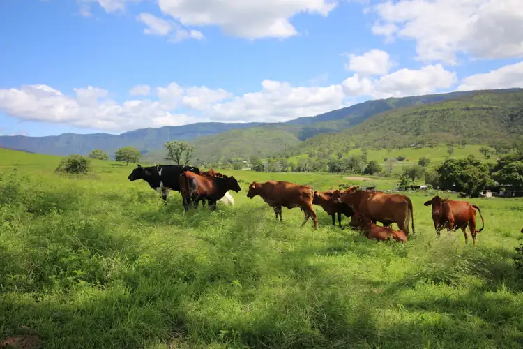 Third view of Homely rural property listing, 281 Mulgowie Rd, Townson QLD 4341