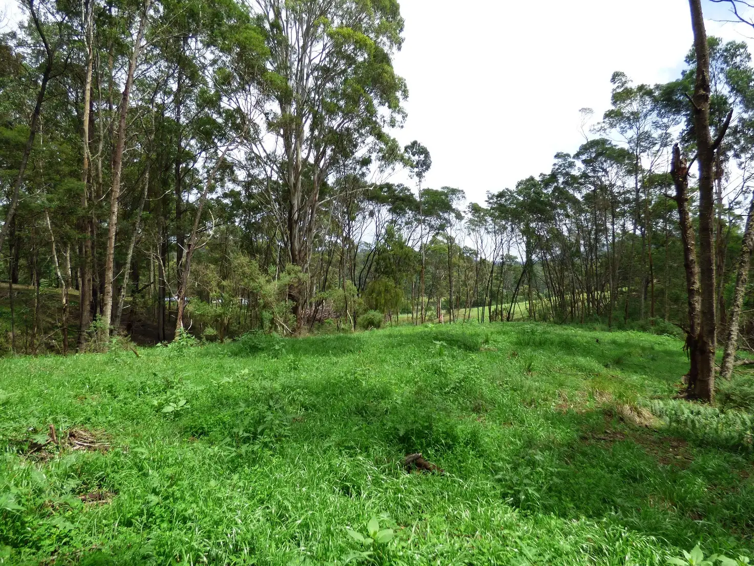 Main view of Homely land listing, Lot/967 Back Creek Road, Nethercote NSW 2549