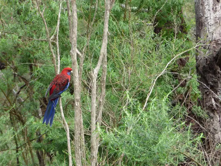 Seventh view of Homely land listing, Lot/967 Back Creek Road, Nethercote NSW 2549