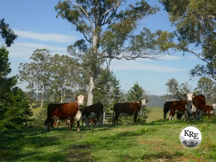 Main view of Homely rural property listing, 429 Wyndham Creek Road, Kyogle NSW 2474