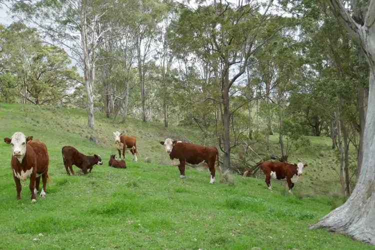 Second view of Homely rural property listing, 429 Wyndham Creek Road, Kyogle NSW 2474