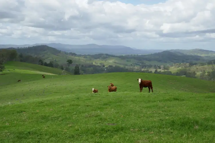 Third view of Homely rural property listing, 429 Wyndham Creek Road, Kyogle NSW 2474