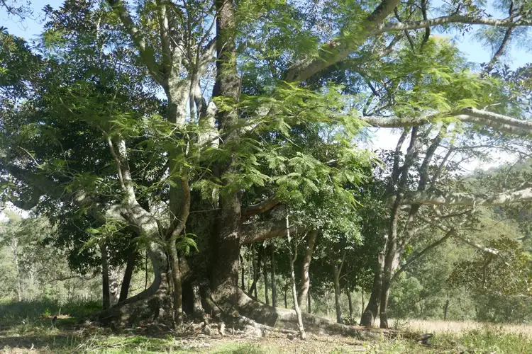 Main view of Homely rural property listing, 378 Bonners Lane, Kyogle NSW 2474
