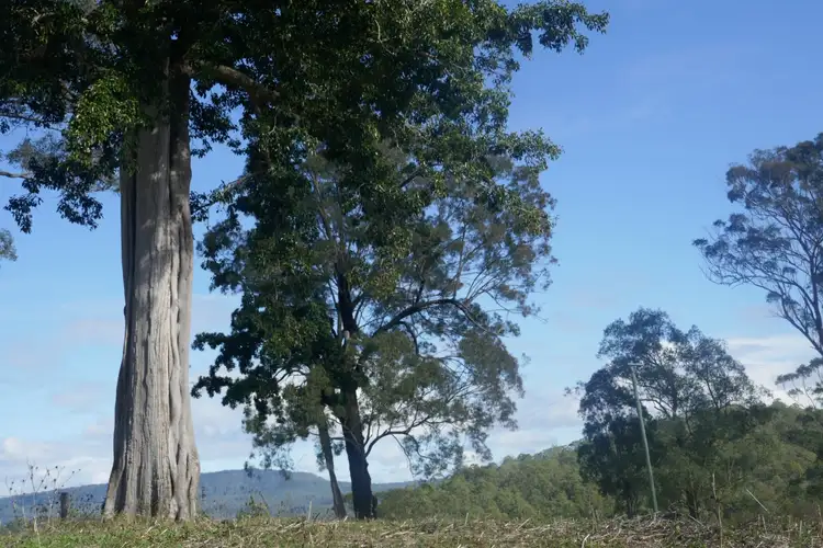 Seventh view of Homely rural property listing, 378 Bonners Lane, Kyogle NSW 2474