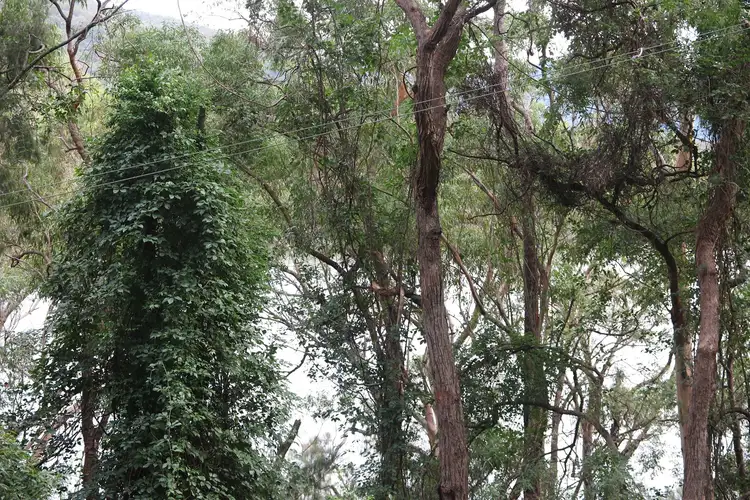 Third view of Homely land listing, 4926 Wisemans Ferry Rd, Spencer NSW 2775
