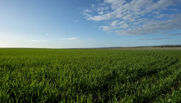 1025 Mundoora Rd, Mundoora SA 5555