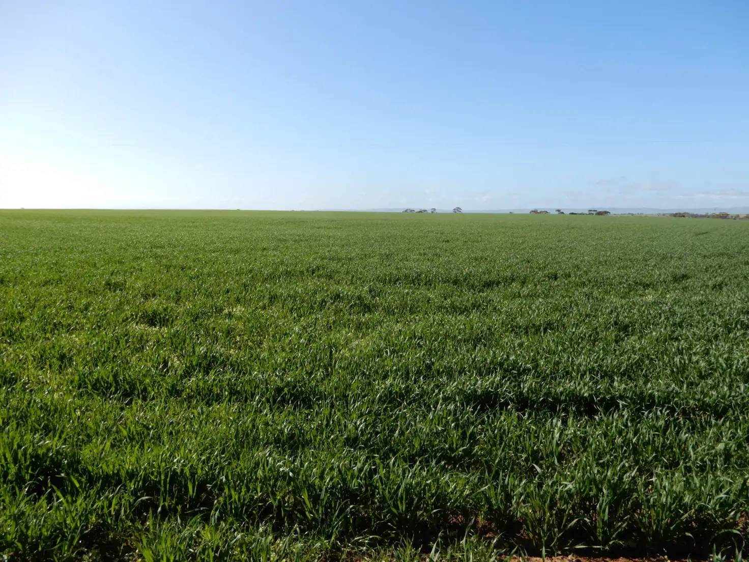 Main view of Homely rural property listing, Allotment 101 Arbon Rd, Port Broughton SA 5522