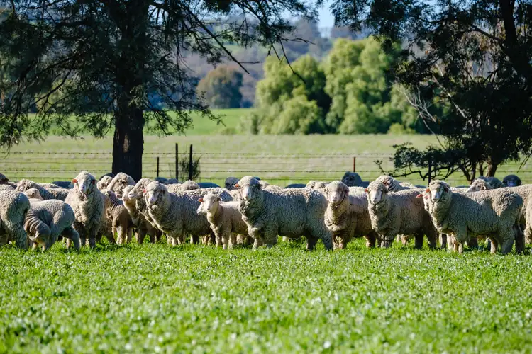 Third view of Homely rural property listing, 'Golden Valley'/782 Bungowannah Road, Jindera NSW 2642
