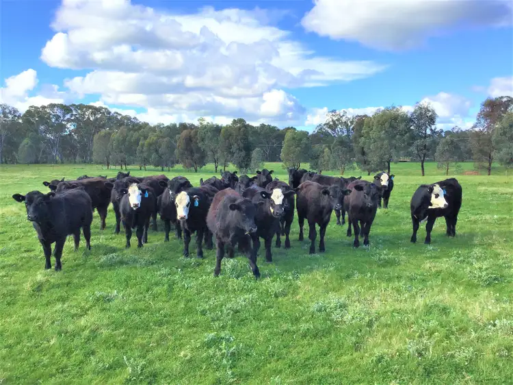 Second view of Homely rural property listing, 'Inverleigh'/1139 Gerogery Rd, Jindera NSW 2642