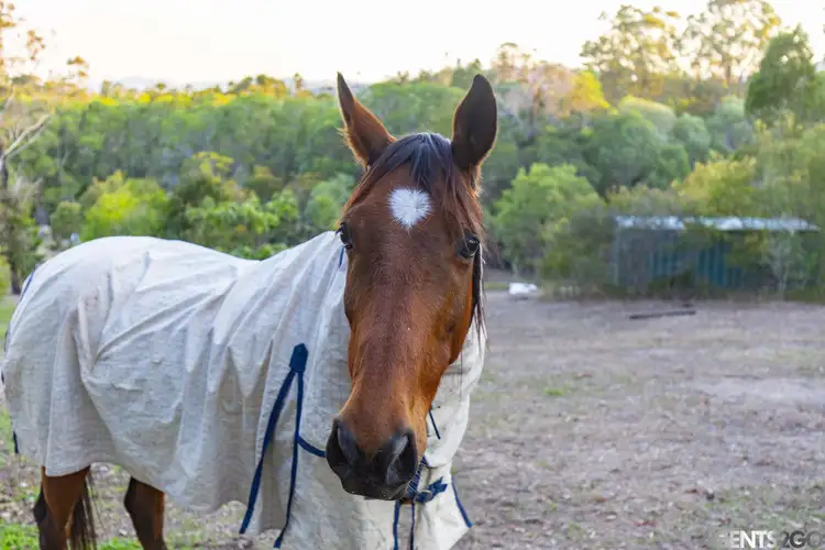 Sixth view of Homely house listing, 667 Old Maryborough Rd, Chatsworth QLD 4570