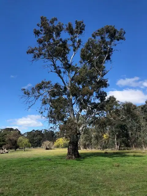 Third view of Homely rural property listing, Lot 1 Pahl Street, Apsley VIC 3319