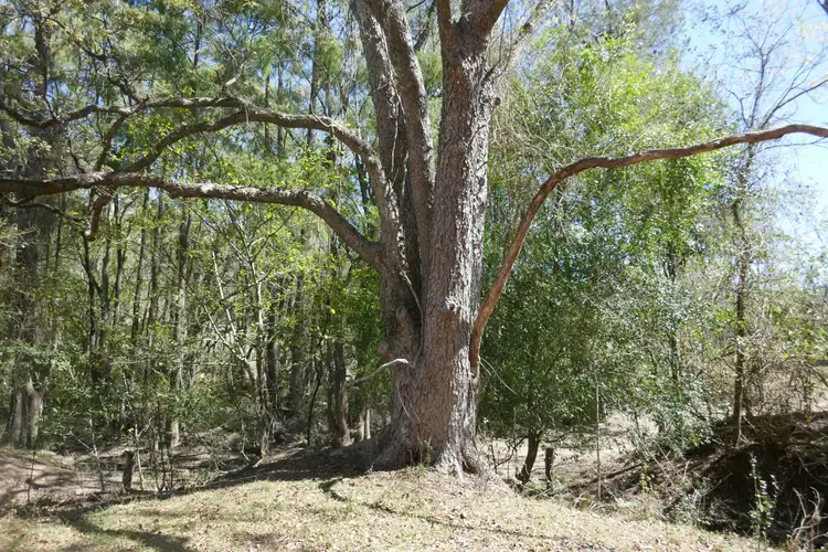 Third view of Homely rural property listing, 100 Hilderbrands Road, Kyogle NSW 2474