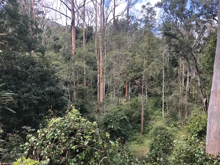 Second view of Homely rural property listing, 530 Sawpit Creek Road, Kyogle NSW 2474