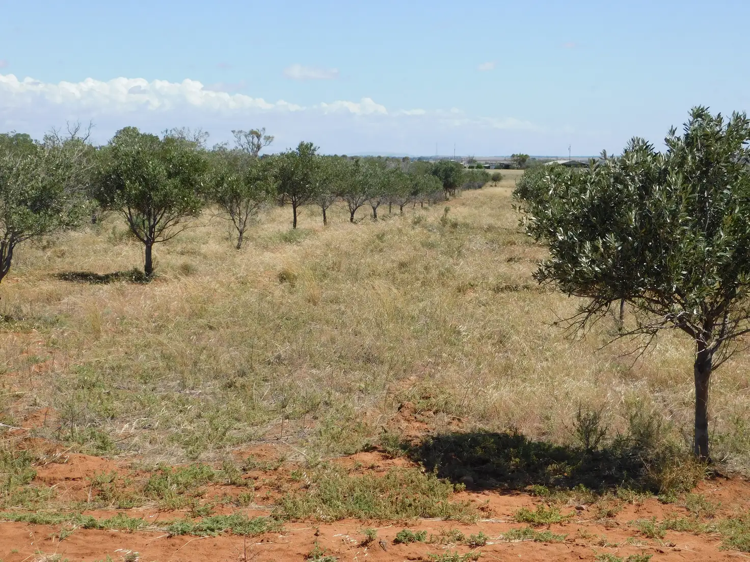 Main view of Homely land listing, Section 240 Olive Grove Road, Napperby SA 5540