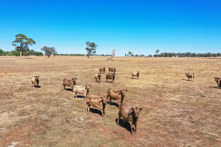 Third view of Homely rural property listing, 'Camelot' 49 Camelot Lane, Walla Walla NSW 2659