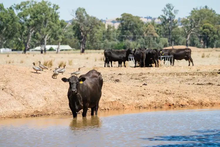 Fifth view of Homely land listing, 344 Molkentin Rd, Jindera NSW 2642