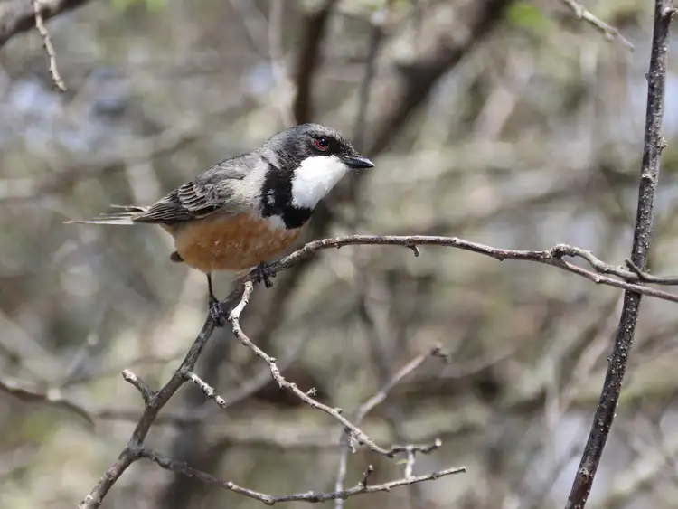 Second view of Homely rural property listing, 96 Gilbard Rd, Sugarloaf QLD 4380