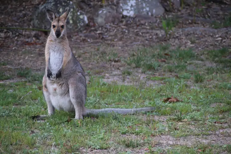Fifth view of Homely rural property listing, 96 Gilbard Rd, Sugarloaf QLD 4380