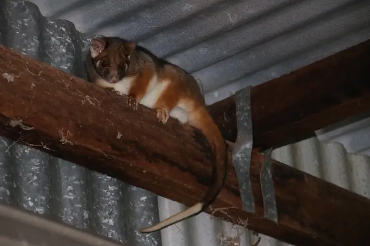 Sixth view of Homely rural property listing, 96 Gilbard Rd, Sugarloaf QLD 4380