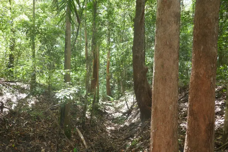 Fourth view of Homely rural property listing, 224 Davis Rd, Kyogle NSW 2474