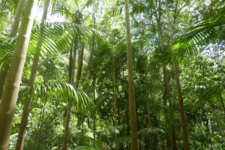 Fifth view of Homely rural property listing, 224 Davis Rd, Kyogle NSW 2474