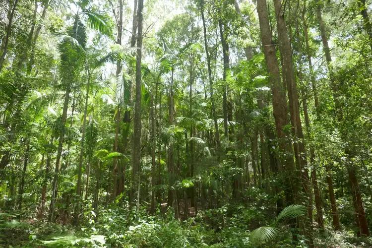 Seventh view of Homely rural property listing, 224 Davis Rd, Kyogle NSW 2474