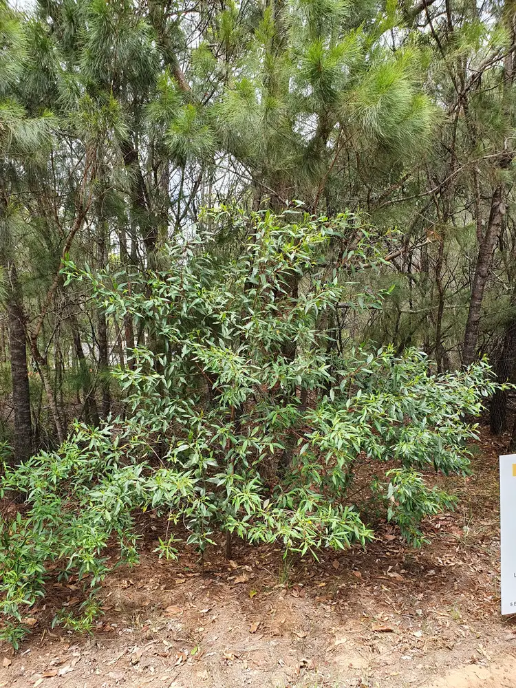 Third view of Homely land listing, 38 Tahlin Dr, Russell Island QLD 4184