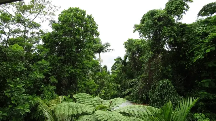 Main view of Homely house listing, 12 James Rd, Mission Beach QLD 4852