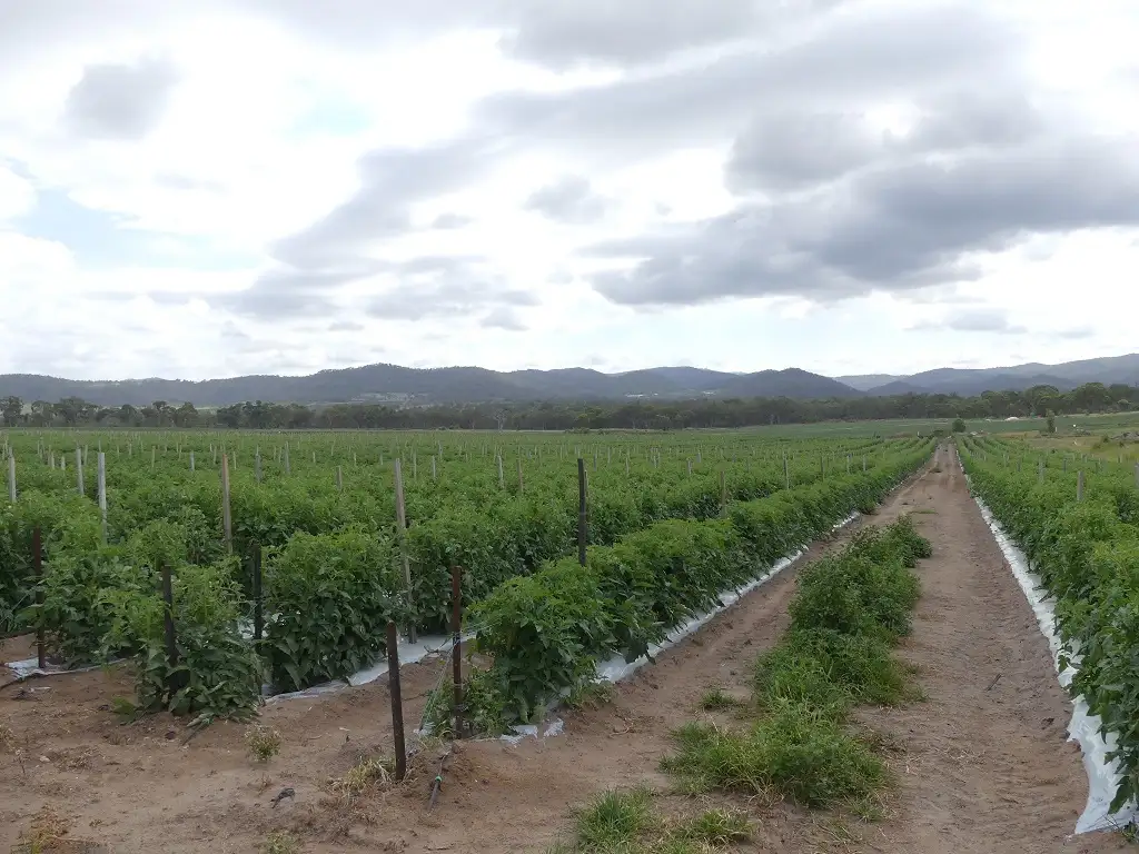 Main view of Homely rural property listing, 254 Curtin Road, Ballandean QLD 4382