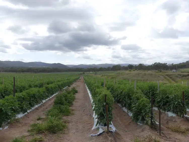 Fifth view of Homely rural property listing, 254 Curtin Road, Ballandean QLD 4382