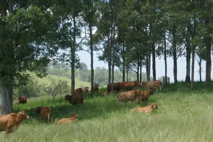 Third view of Homely rural property listing, 197 Ettrick Road, Kyogle NSW 2474