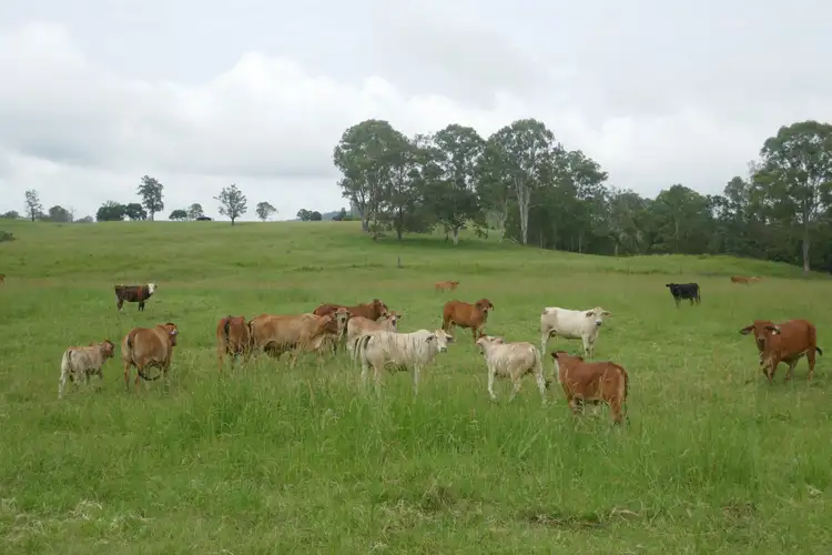 Second view of Homely rural property listing, 79 Mallum's Road, Kyogle NSW 2474