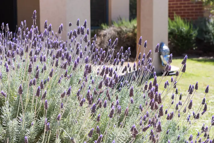 60 The Lakes Boulevard, Jandakot WA 6164