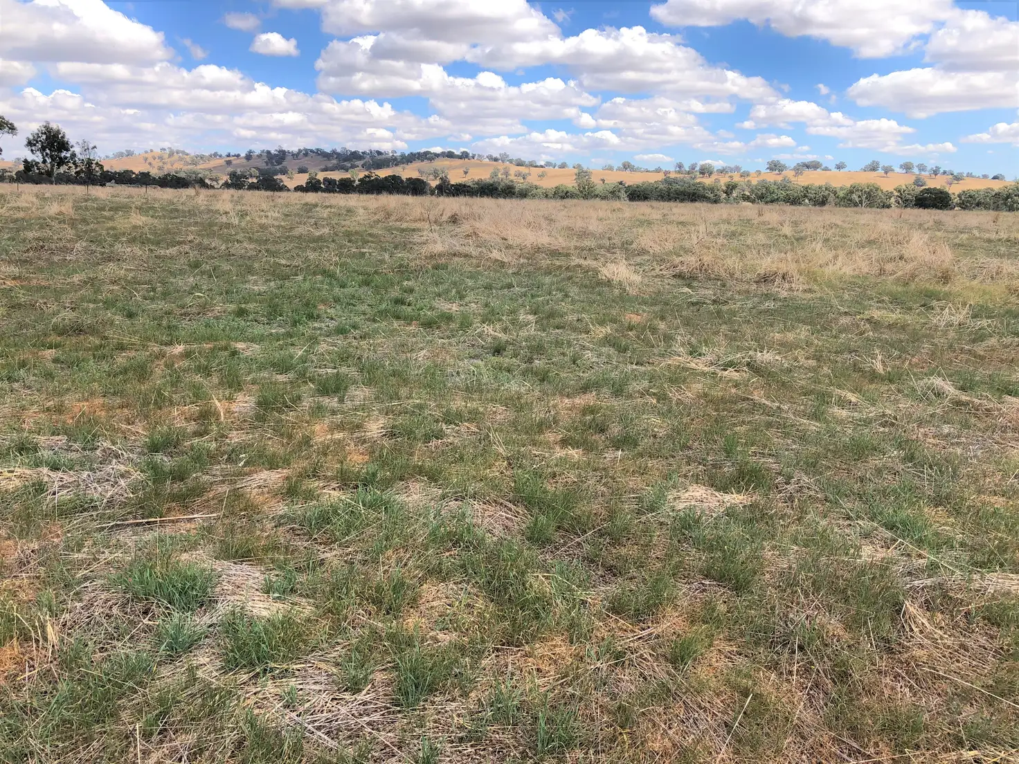 Main view of Homely rural property listing, 'Lindale' Jindera Road, Walla Walla NSW 2659