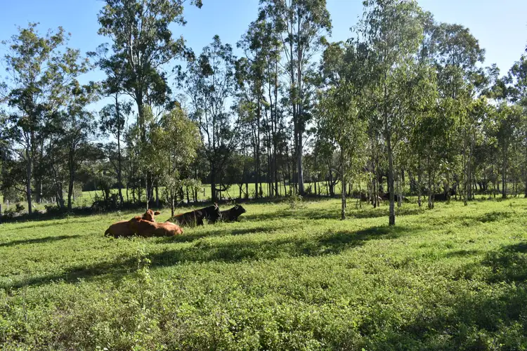 Second view of Homely rural property listing, 53 Keenes Rd, Bauple QLD 4650