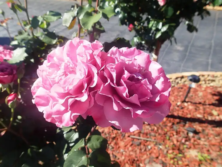 Fourth view of Homely house listing, 34 Shiraz Cres, Corowa NSW 2646