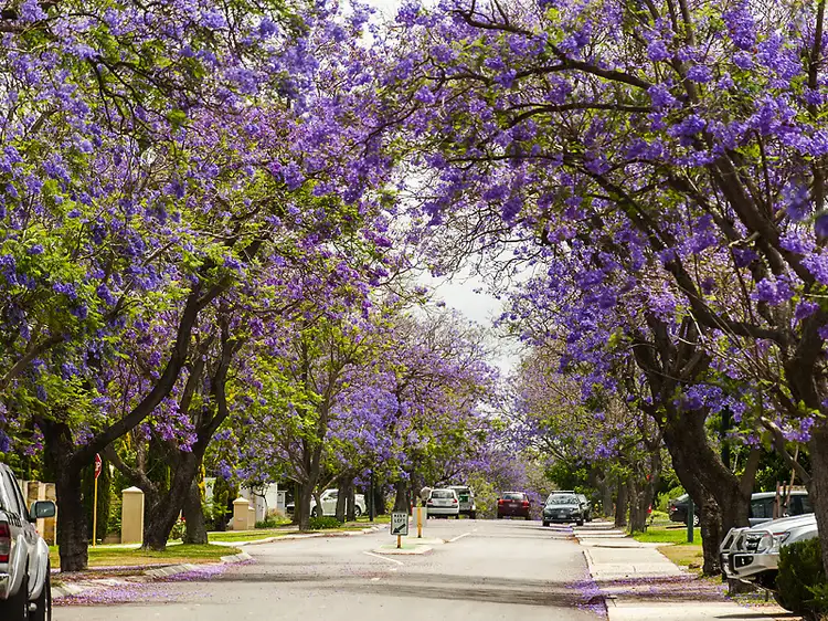 Second view of Homely apartment listing, 6/78 Matheson Road, Applecross WA 6153