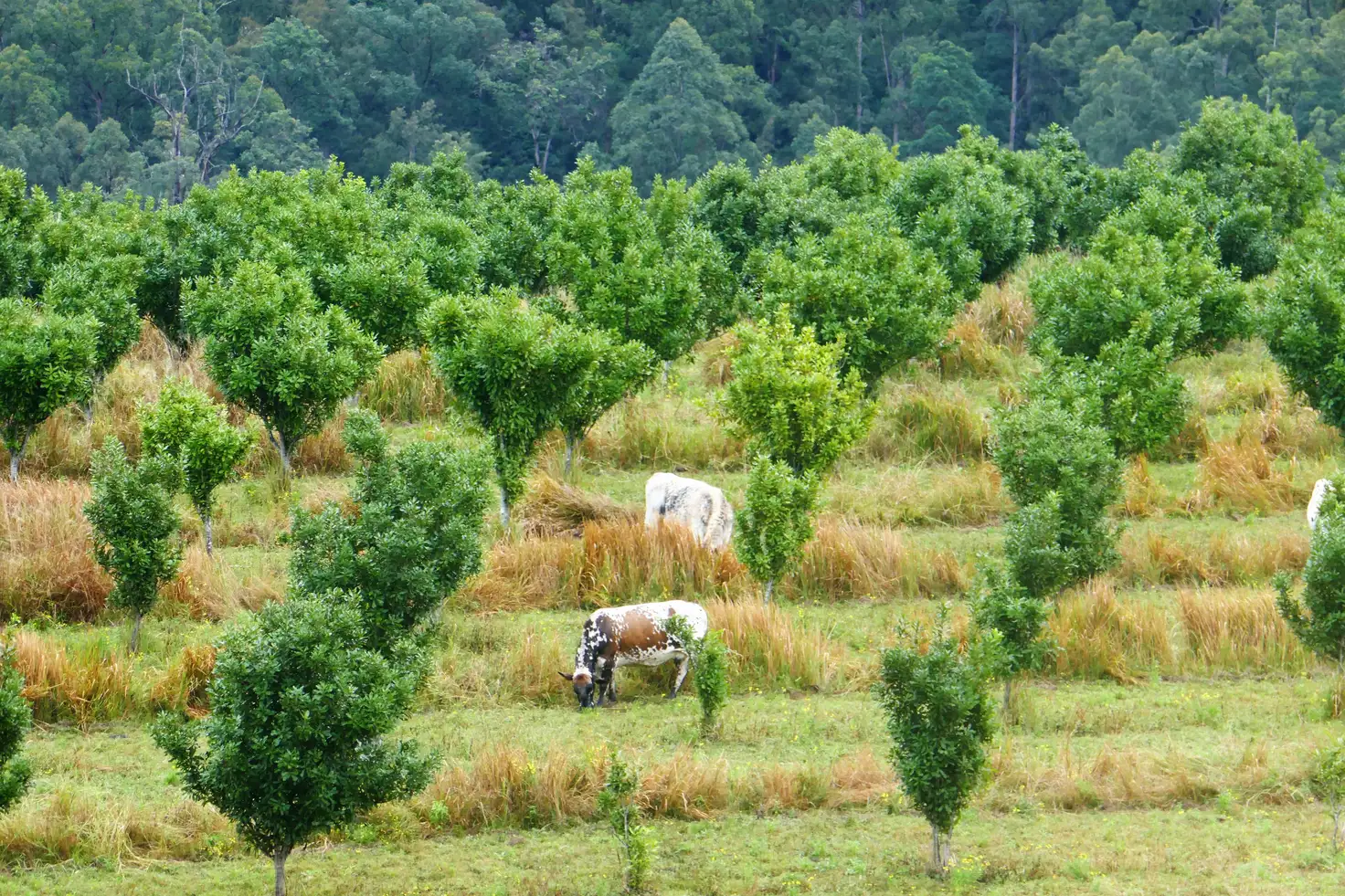 Main view of Homely rural property listing, 1306 Collins Creek Road, Kyogle NSW 2474